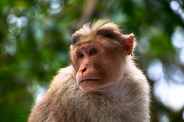 monkey innocent face close up