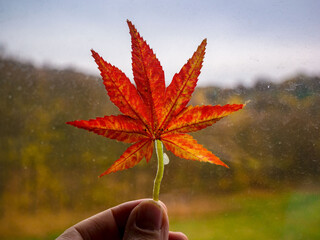Autumn tinted leaf held in the fingers against the window with withered raindrops and blurry autumn...