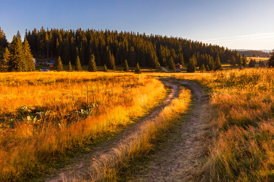 Path Through A Sunny Meadow