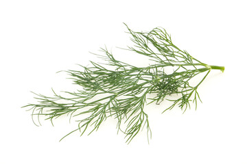 Fresh green dill herb branch