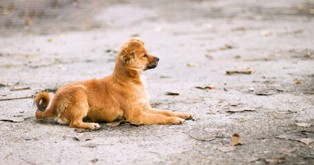 Cute little red puppy lays on the asphalt in the street and looks carefully aside