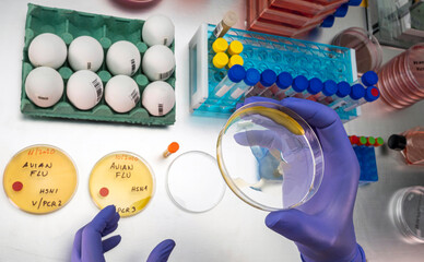 Scientific sampling of eggs in poor condition, analysis of avian influenza in humans, conceptual image