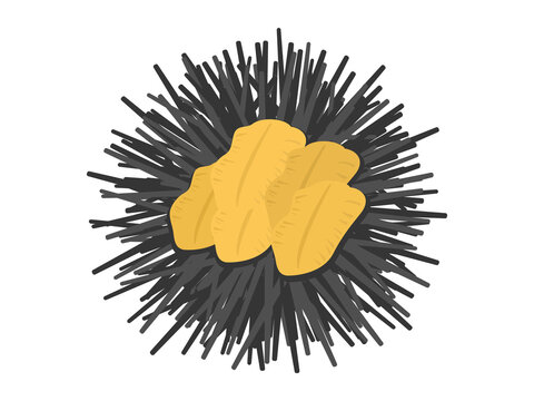 ウニ の画像 45 879 件の Stock 写真 ベクターおよびビデオ Adobe Stock