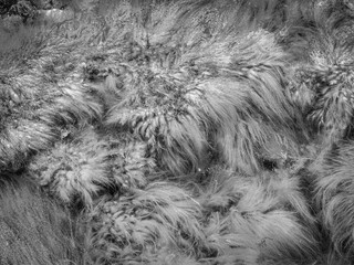 algues en bord de mer à Noirmoutier en France