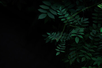 Dark green leaves with blank space background