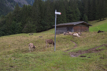 Kühe auf dem Wanderweg mit Wegweiser