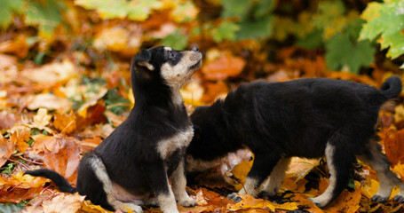 Cute mongrel dogs sit on fallen yellow leaves in the autumn park