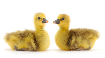 Two little gosling.