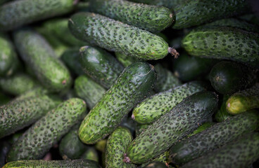Cucumbers close up. Crispy fresh cucumbers close-up on the counter in the store. Fresh cucumbers background.