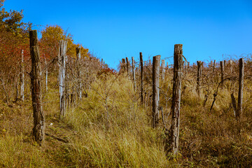 Obraz premium Abandoned old vineyard in the Little Carpathians