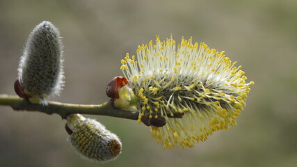 bee on a flower