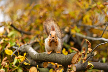 Fluffy beautiful squirrel eats a nut on a branch of a sawn tree with yellow leaves in an autumn park