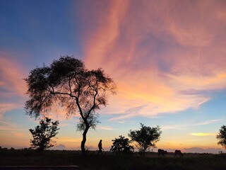 Fototapeta na wymiar Cloudy sunset and tree