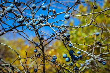 Rosehips and blackthorns - autumn fruits of nature.