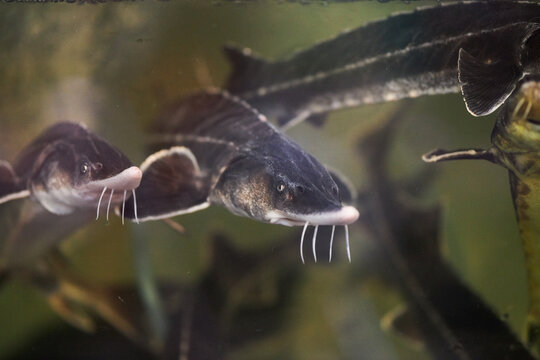 Sturgeon in the aquarium at the grocery store. Sturgeon in the aquarium close-up. A fish.