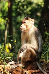 The monkey is sitting on a rock. State Of Goa. India