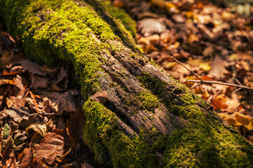 Autumn colors of the forest in the Little Carpathians