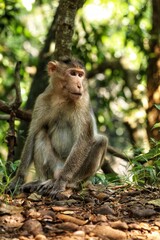 Naklejka na ściany i meble The monkey is sitting on a rock. State Of Goa. India