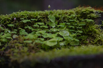 Klee auf einem Baumstumpf im Wald