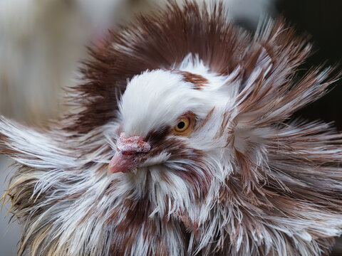 Jacobin pigeon portrait in profile