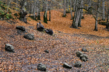 forest and autumn landscape