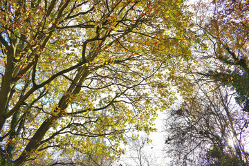 branches against sky