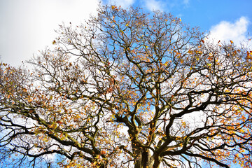 Fototapeta premium tree in autumn