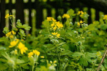 Flowering wild plants - celandine, the small, yellow flowers with thin green leaves from the family of the poppy