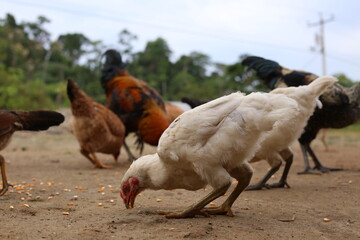 Lots of free ranging chickens eatign mais on a farm