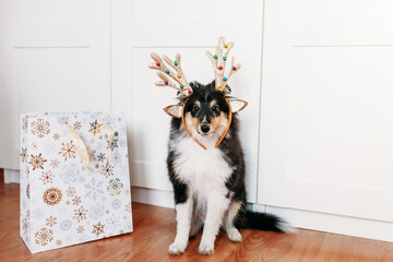 Dog breed sheltie puppy decorated for new year deer horns toy gift bag, Christmas
