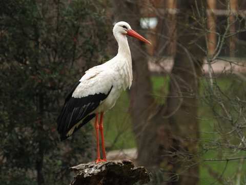 Common stork perched on a wooden log