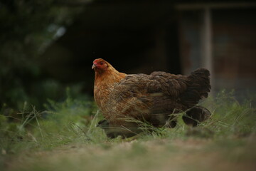 A free ranging brown colored chicken with her peeps or chicks standing in the grass