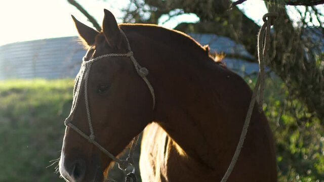 Beautiful brown horse, tied to a tree, in slow motion the soft sun creates a backlight.