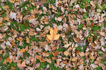 Selective focus on a brown maple leaf among autumn leaves.