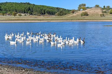 White gooses on lake in Buldan, Denizli/Turkey