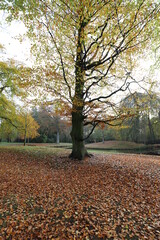 Naklejka premium Old big green beech during the fall in a beautiful park.