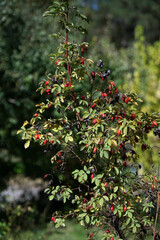rosehip shrub in autumn in the mountains