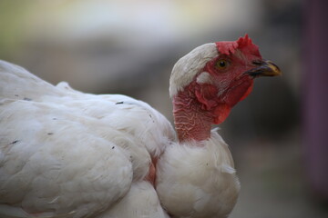 A rooster with white feathers and a bright red comb that is hanging down