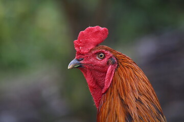 Close up of a head from a rooster with a bright red comb