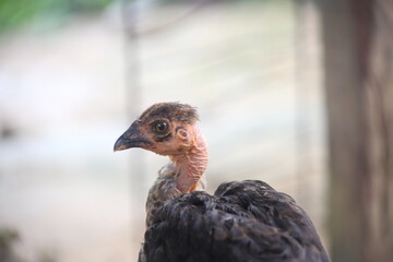 Close up of an ugly chicken with black feathers and lacking feathers around his neck