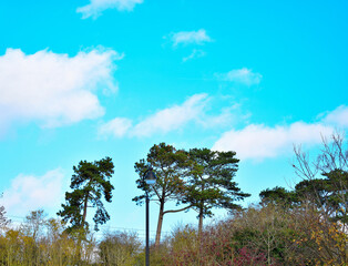 tree and sky