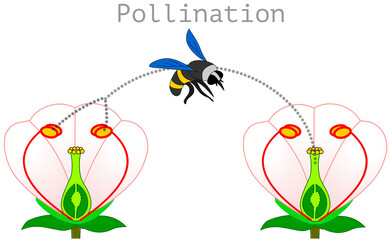Pollination. pollen produced in the stamen of the plant is transported by bees or insects and adheres to the hillock of the carpel, stigma. Process diagram. Flower Illustration isolated Vector