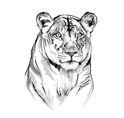 Vector sketch of a lioness face.