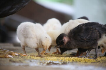 White and black colored chicks eating grained mais from the ground