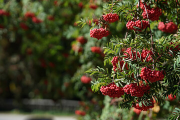 Spanish rowan tree with its red fruits