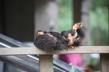 Two large chicks with a black coloration