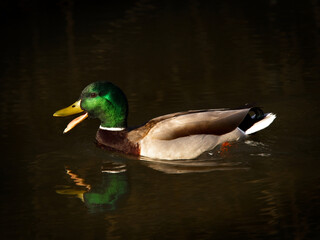 Mallard duck swimming at sunrise