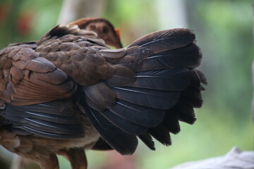 Side shot of the black colored feathers from the tail