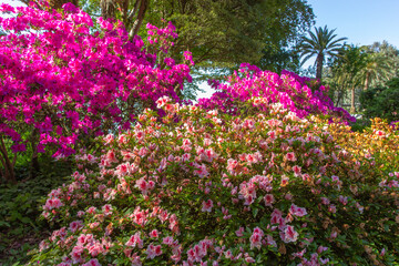 Tropical garden with blooming bushes of pink azalea flowers and palms in the background. Flowers in full bloom.Natural decoration. Lilac pink blossoms during springtime. Sweet-smelling spring flowers
