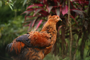 A fat brown chicken with black and brown colored feathers